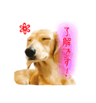 ミニチュアダックス良く使う言葉（個別スタンプ：19）