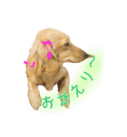 ミニチュアダックス良く使う言葉（個別スタンプ：22）
