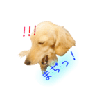 ミニチュアダックス良く使う言葉（個別スタンプ：23）