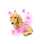 ミニチュアダックス良く使う言葉（個別スタンプ：24）