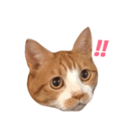 山田家にゃんこスタンプ（個別スタンプ：1）