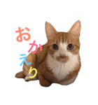 山田家にゃんこスタンプ（個別スタンプ：7）
