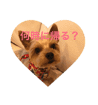 しんこたゆず（個別スタンプ：2）
