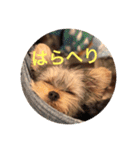 しんこたゆず（個別スタンプ：3）