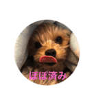 しんこたゆず（個別スタンプ：5）