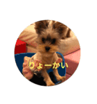 しんこたゆず（個別スタンプ：7）