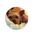 しんこたゆず（個別スタンプ：9）