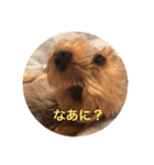 しんこたゆず（個別スタンプ：11）