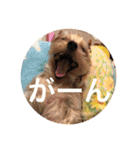 しんこたゆず（個別スタンプ：15）