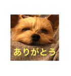 しんこたゆず（個別スタンプ：16）
