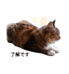 2017version（個別スタンプ：8）