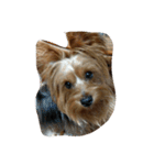 dog-boss（個別スタンプ：1）