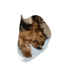 dog-boss（個別スタンプ：3）