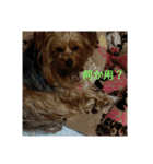 dog-boss（個別スタンプ：4）