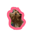 dog-boss（個別スタンプ：5）