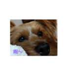 dog-boss（個別スタンプ：6）