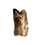 dog-boss（個別スタンプ：7）