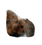 dog-boss（個別スタンプ：8）