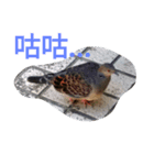 funny pics（個別スタンプ：1）
