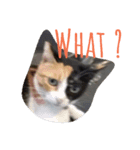 funny pics（個別スタンプ：3）