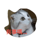 funny pics（個別スタンプ：4）