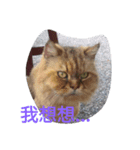 funny pics（個別スタンプ：5）