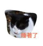 funny pics（個別スタンプ：6）