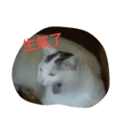 funny pics（個別スタンプ：8）