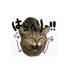 ねこねこ3きょうだい（個別スタンプ：5）