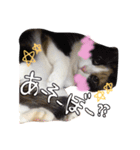ねこねこ3きょうだい（個別スタンプ：7）