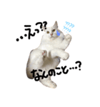 ねこねこ3きょうだい（個別スタンプ：8）