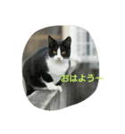 ねこ-1（個別スタンプ：1）
