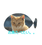 ねこ-1（個別スタンプ：2）