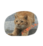 ねこ-1（個別スタンプ：4）