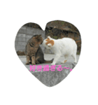 ねこ-1（個別スタンプ：5）