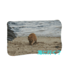 ねこ-1（個別スタンプ：6）