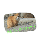 ねこ-1（個別スタンプ：7）