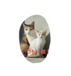 ねこ-1（個別スタンプ：8）
