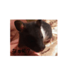 cutehamster STAMP（個別スタンプ：2）