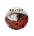 cutehamster STAMP（個別スタンプ：5）
