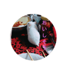 cutehamster STAMP（個別スタンプ：6）