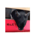 cutehamster STAMP（個別スタンプ：7）