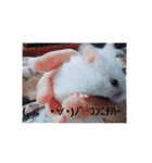 cutehamster STAMP（個別スタンプ：8）
