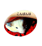 cutehamster STAMP（個別スタンプ：9）