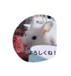 cutehamster STAMP（個別スタンプ：13）