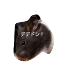 cutehamster STAMP（個別スタンプ：14）
