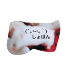 cutehamster STAMP（個別スタンプ：15）