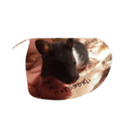 cutehamster STAMP（個別スタンプ：16）