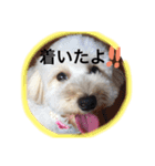 幸せ杏ちゃん（個別スタンプ：13）