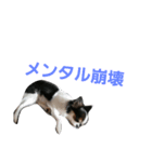 可愛いココちゃん（個別スタンプ：3）